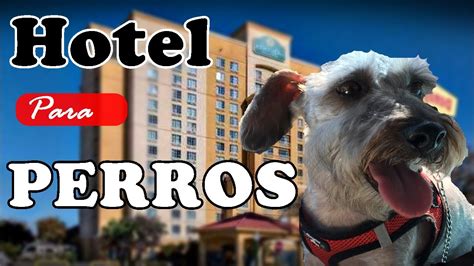 hotel petfriendly puebla|Puebla hoteles que aceptan mascotas .